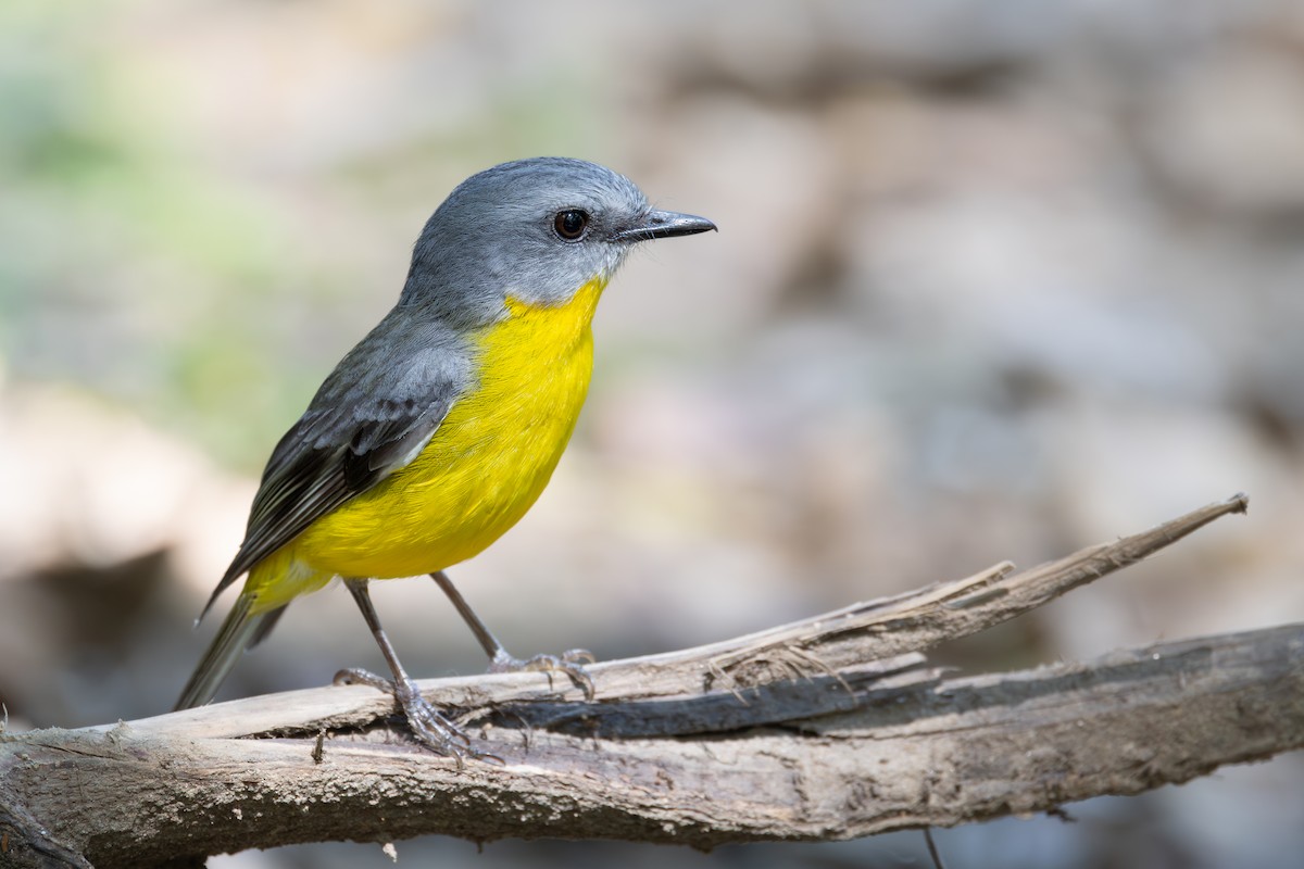 Eastern Yellow Robin - ML643633393