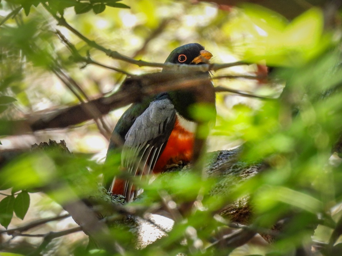 Elegant Trogon (Coppery-tailed) - ML643633395