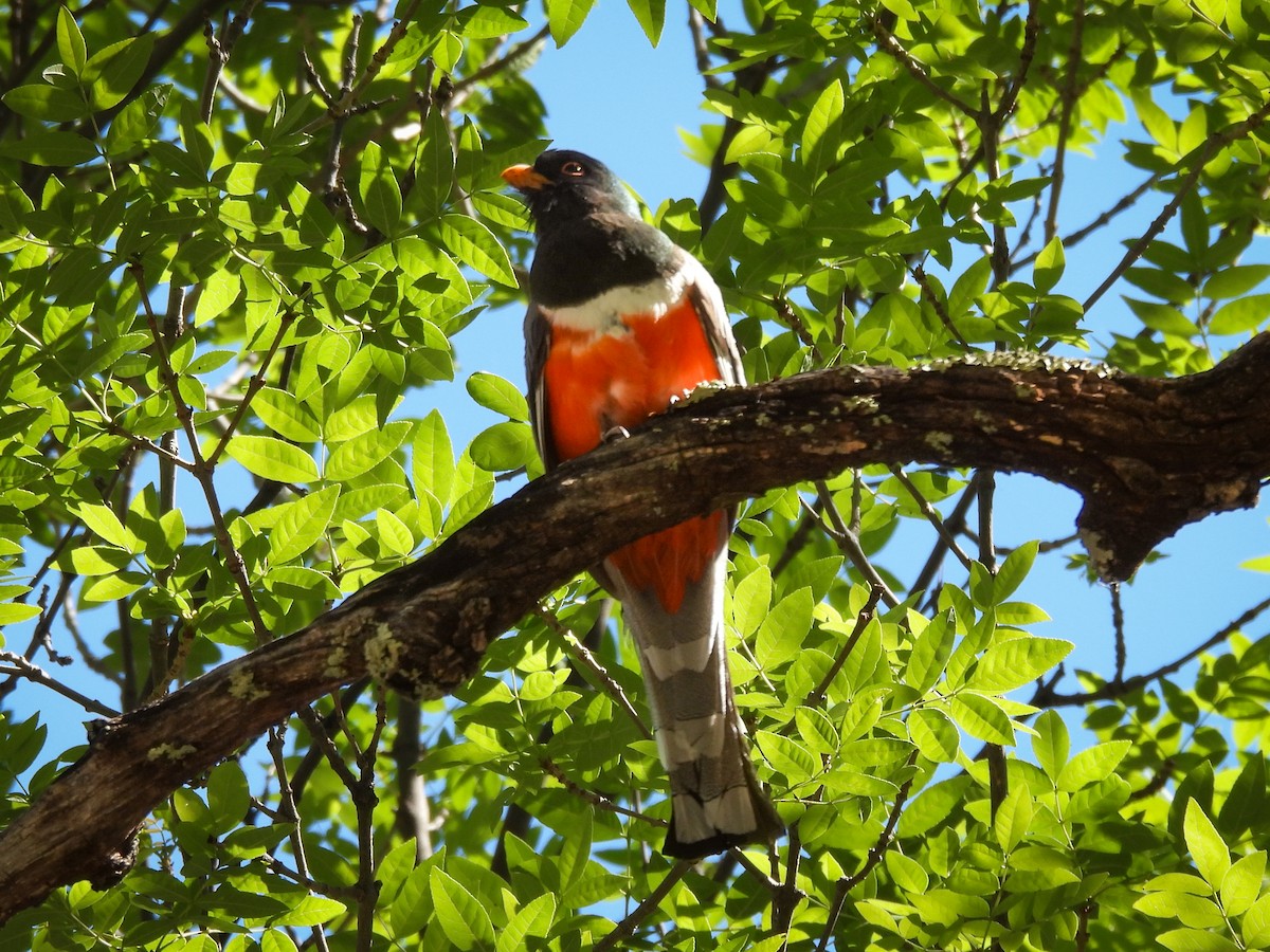 Elegant Trogon (Coppery-tailed) - ML643633396