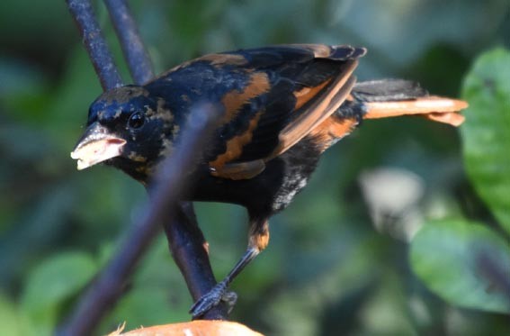 Ruby-crowned Tanager - ML643633402