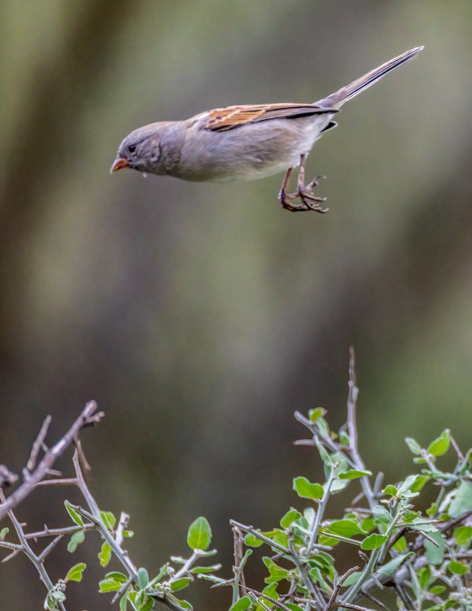 Black-chinned Sparrow - ML643633404