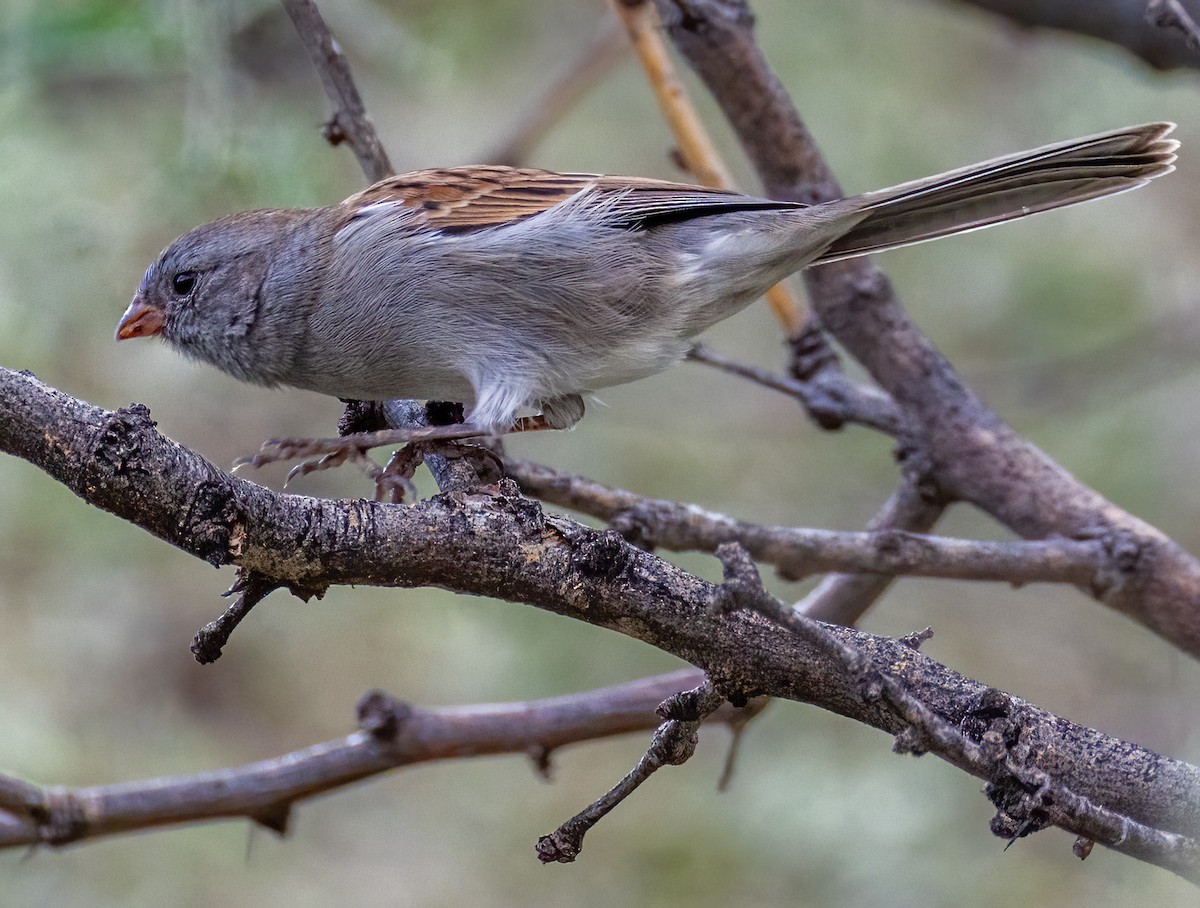 Black-chinned Sparrow - ML643633405