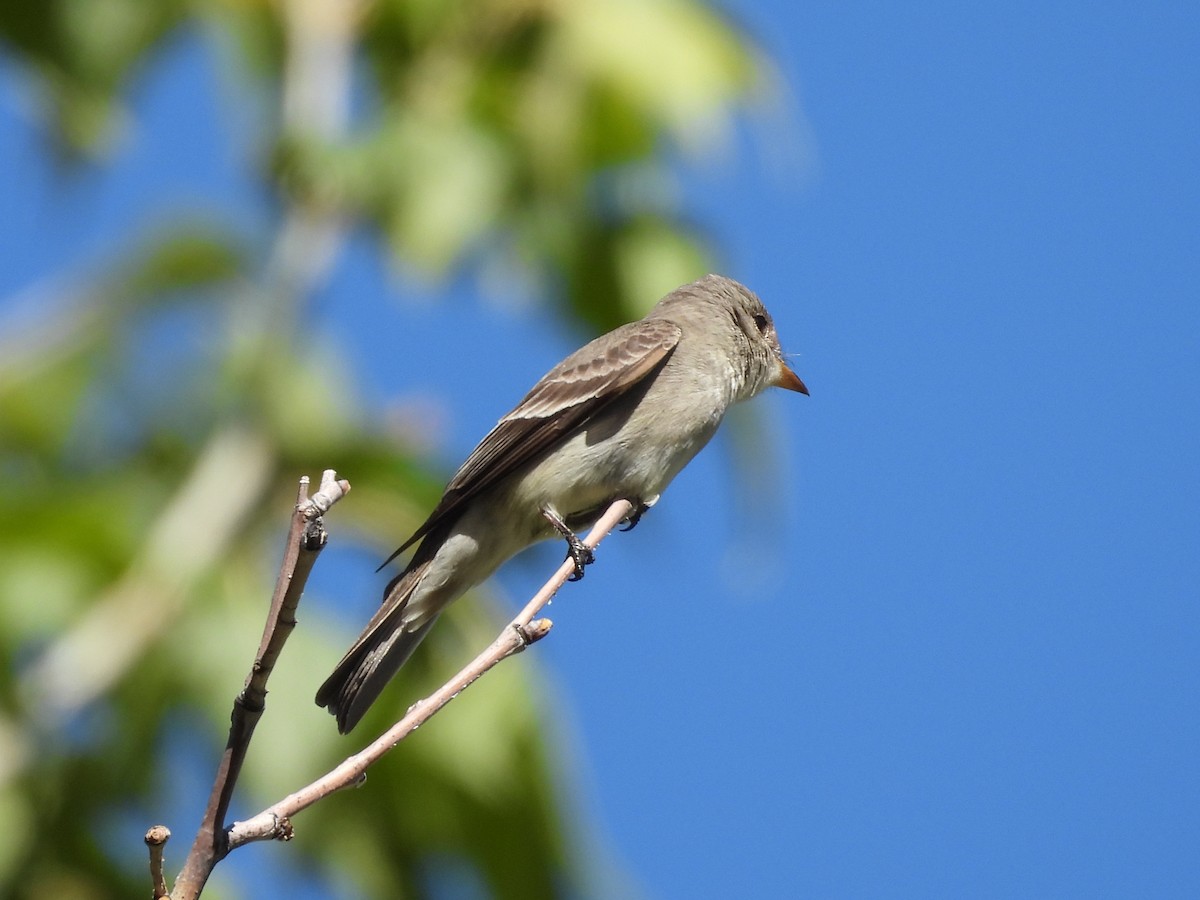 Western Wood-Pewee - ML643633409