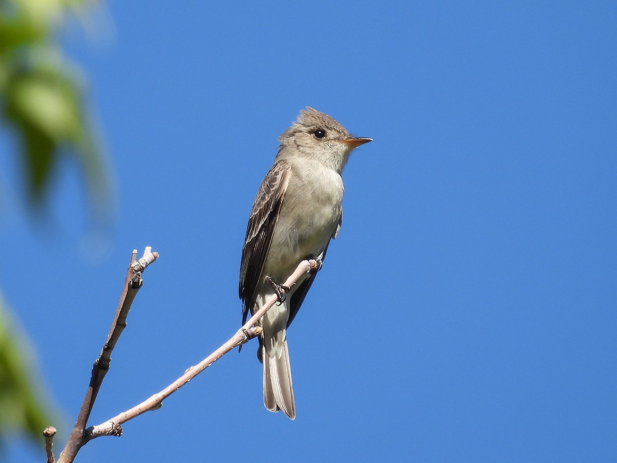 Western Wood-Pewee - ML643633410