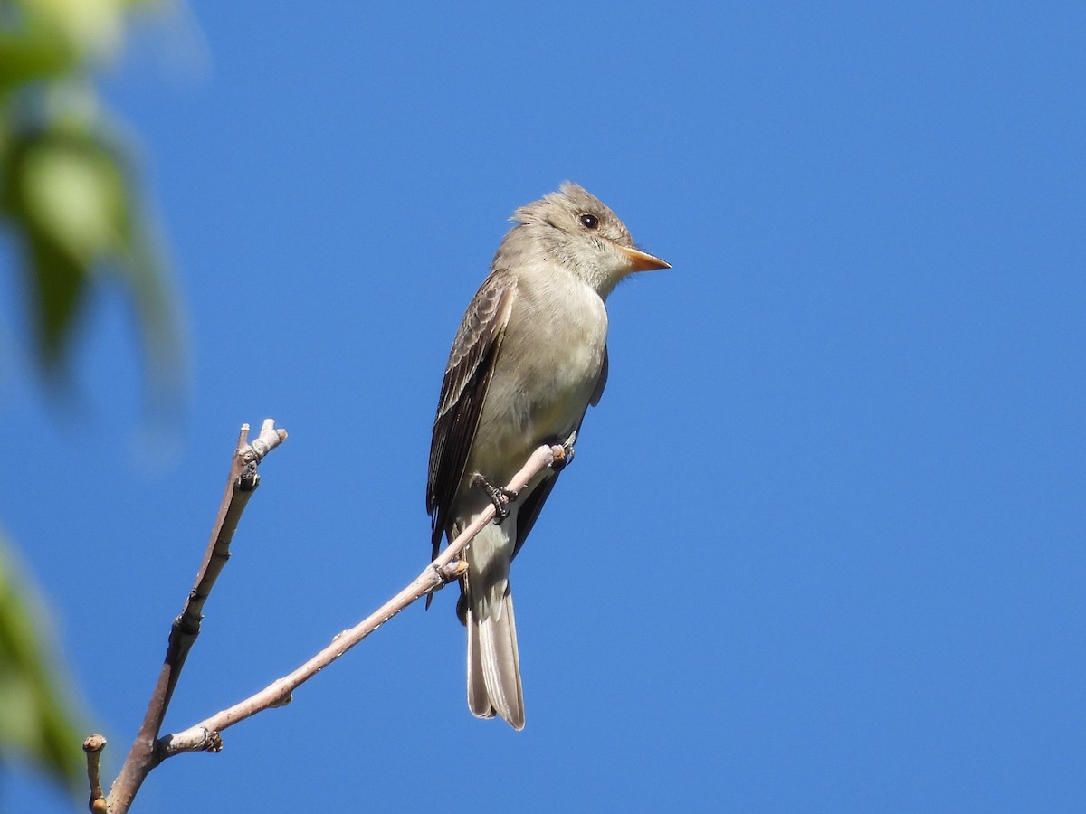 Western Wood-Pewee - ML643633411