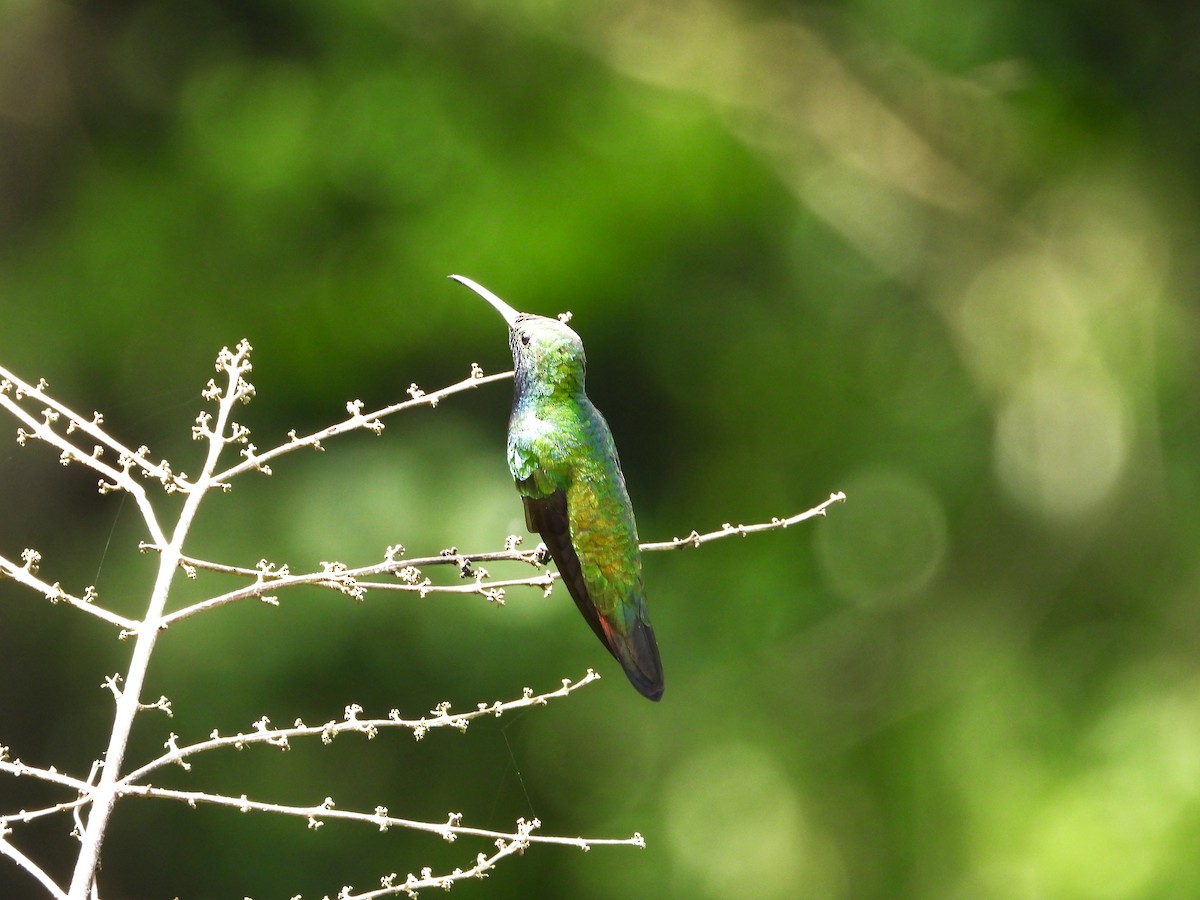 Black-throated Mango - ML643633417