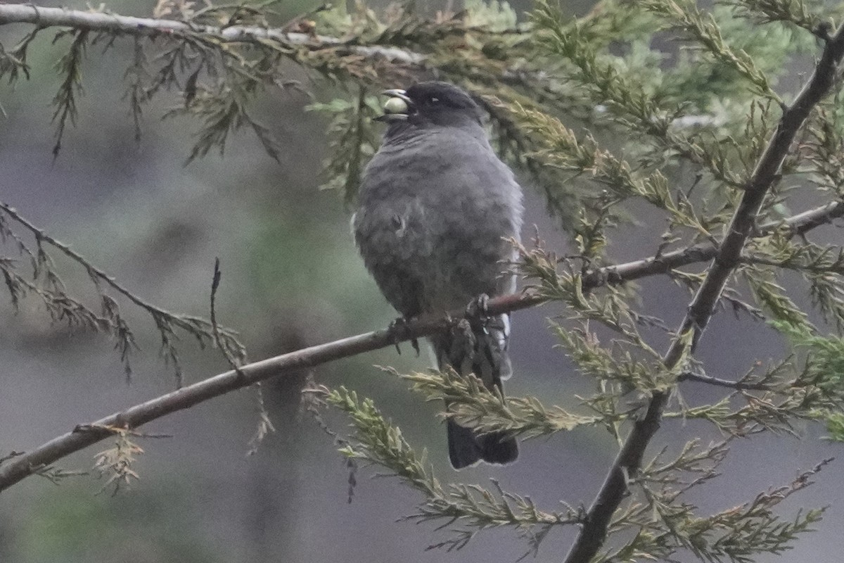 Red-crested Cotinga - ML643633430