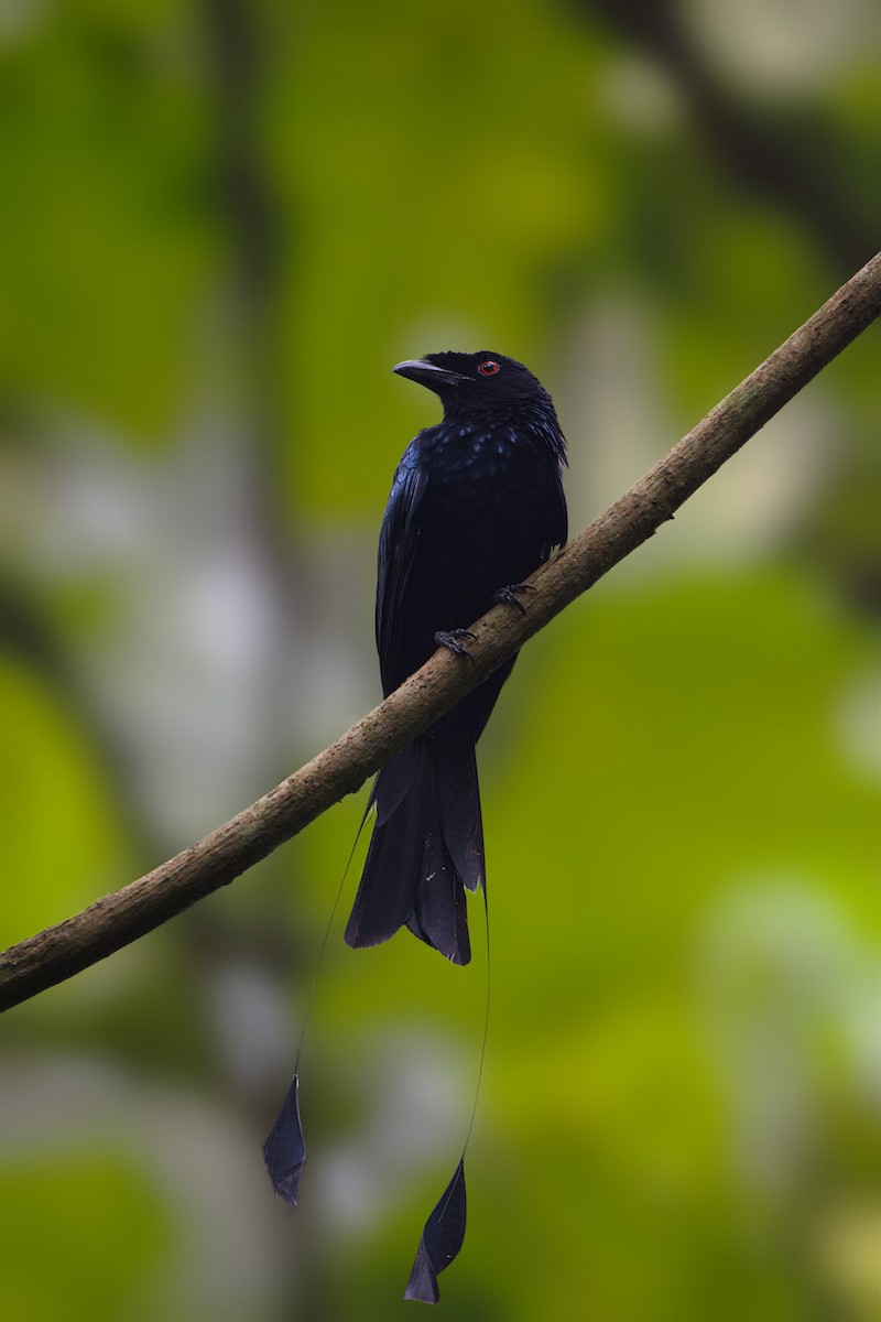 Greater Racket-tailed Drongo - ML643633438