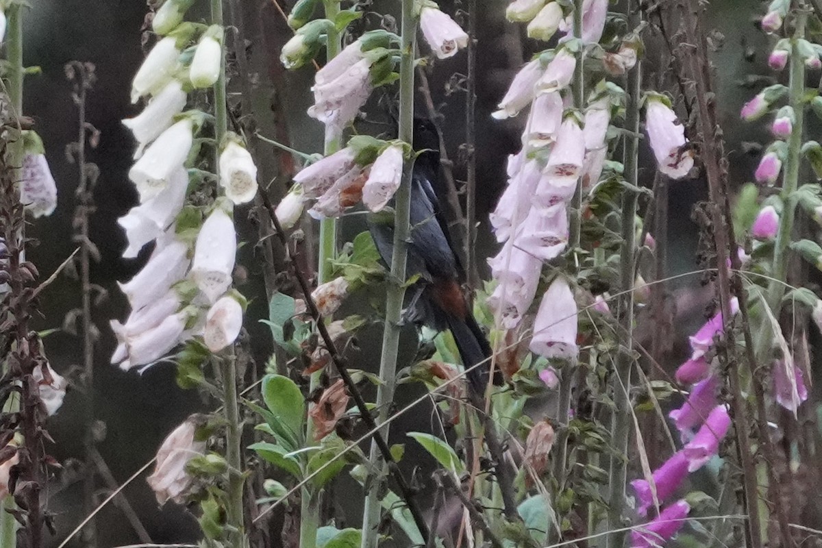 Gray-bellied Flowerpiercer - ML643633439
