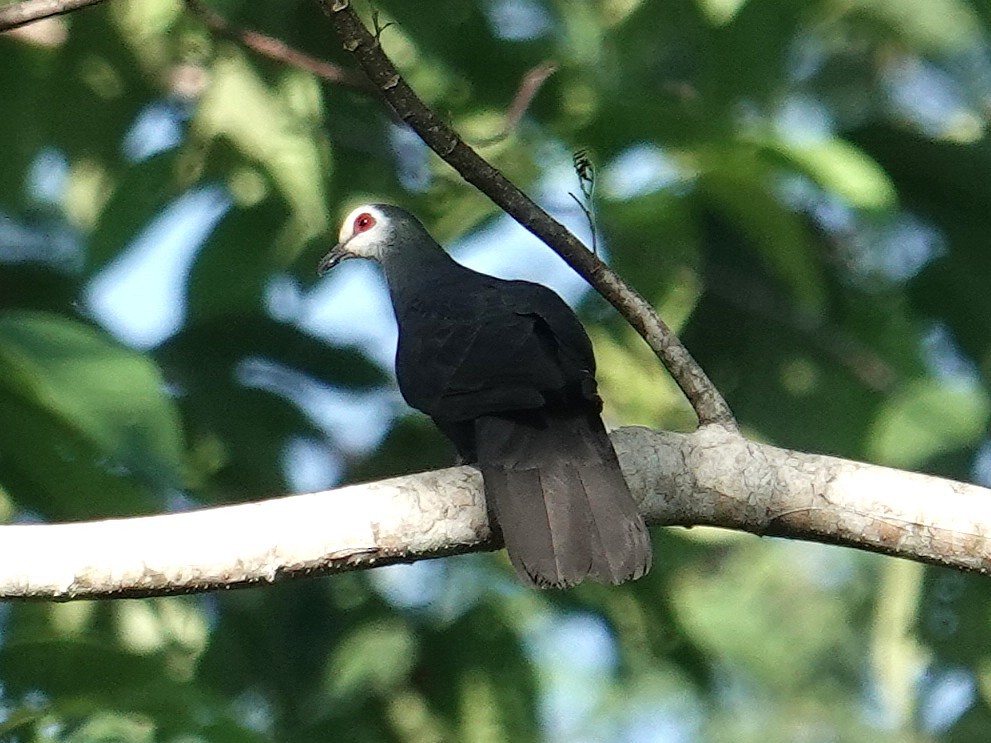 Sula Cuckoo-Dove - ML643633440