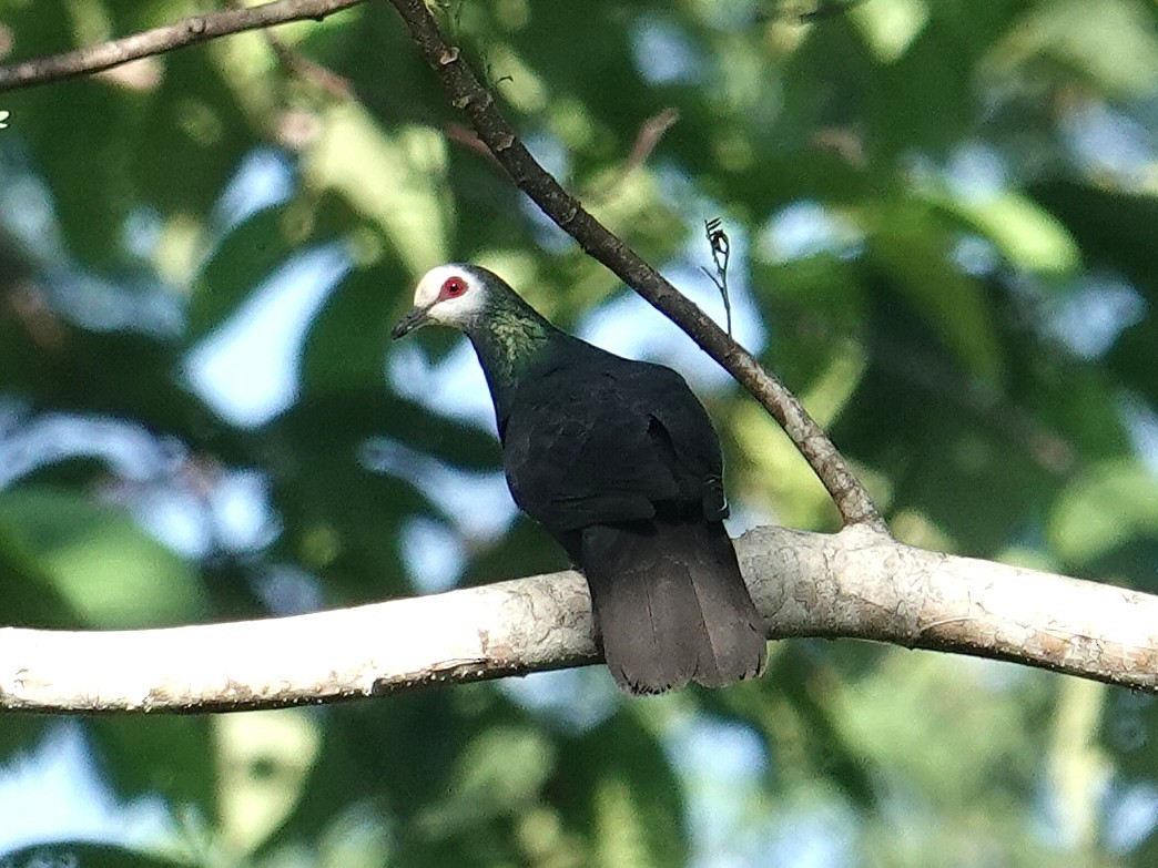 Sula Cuckoo-Dove - ML643633442
