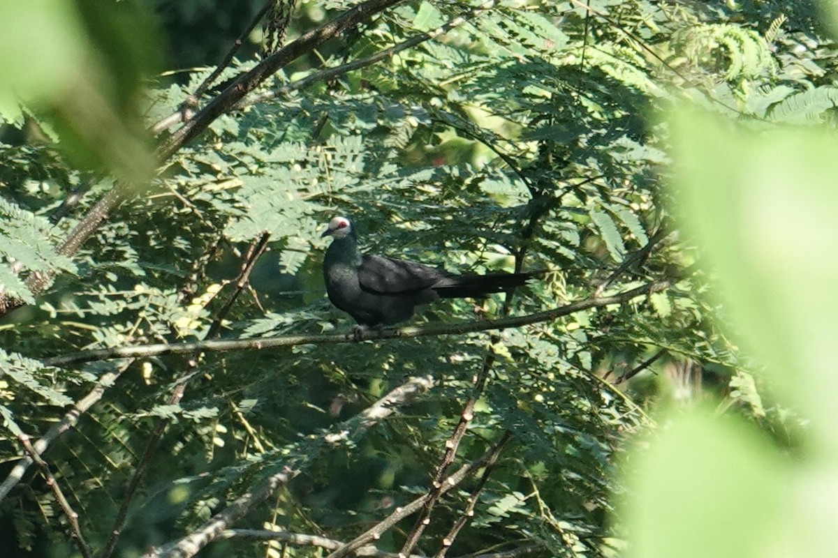 Sula Cuckoo-Dove - ML643633444