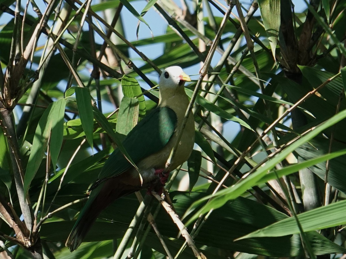 Sula Fruit-Dove - ML643633447