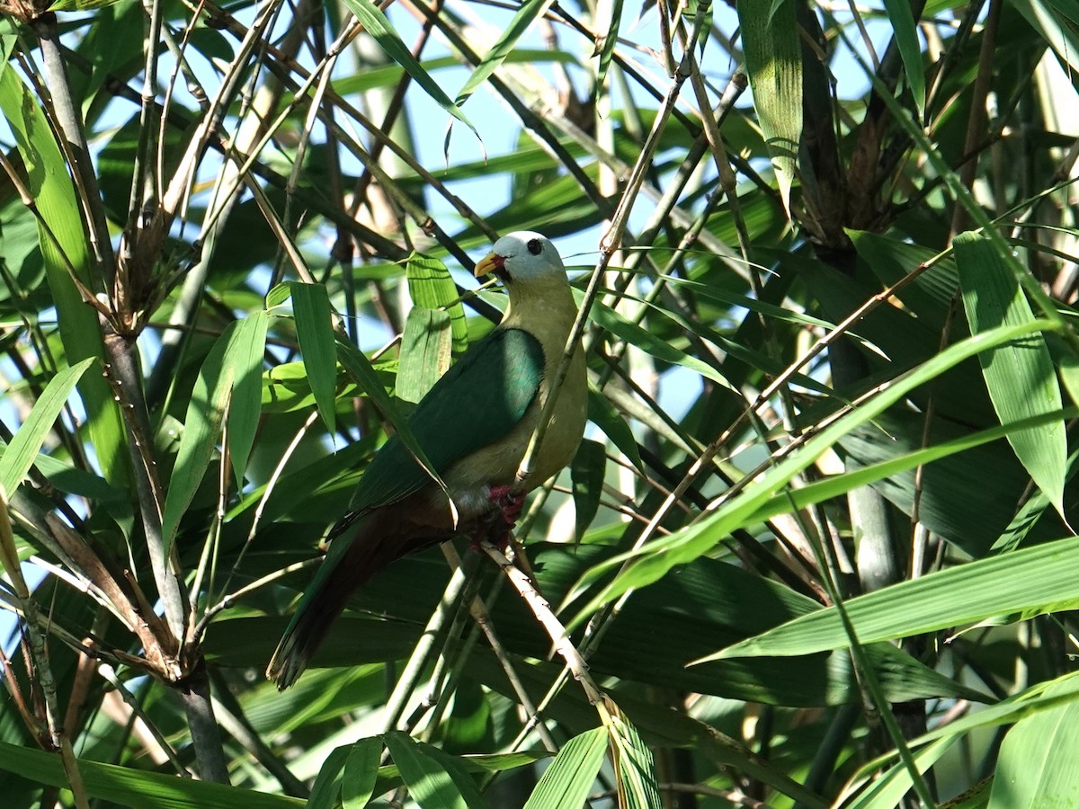 Sula Fruit-Dove - ML643633448