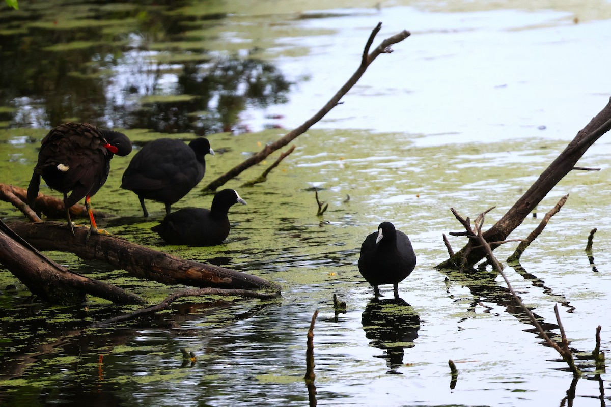 Dusky Moorhen - ML643633456