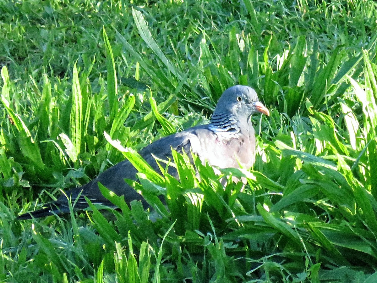 holub hřivnáč - ML643633458