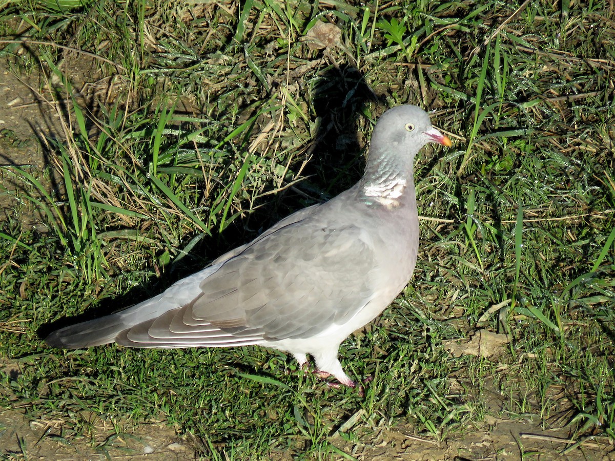 holub hřivnáč - ML643633459