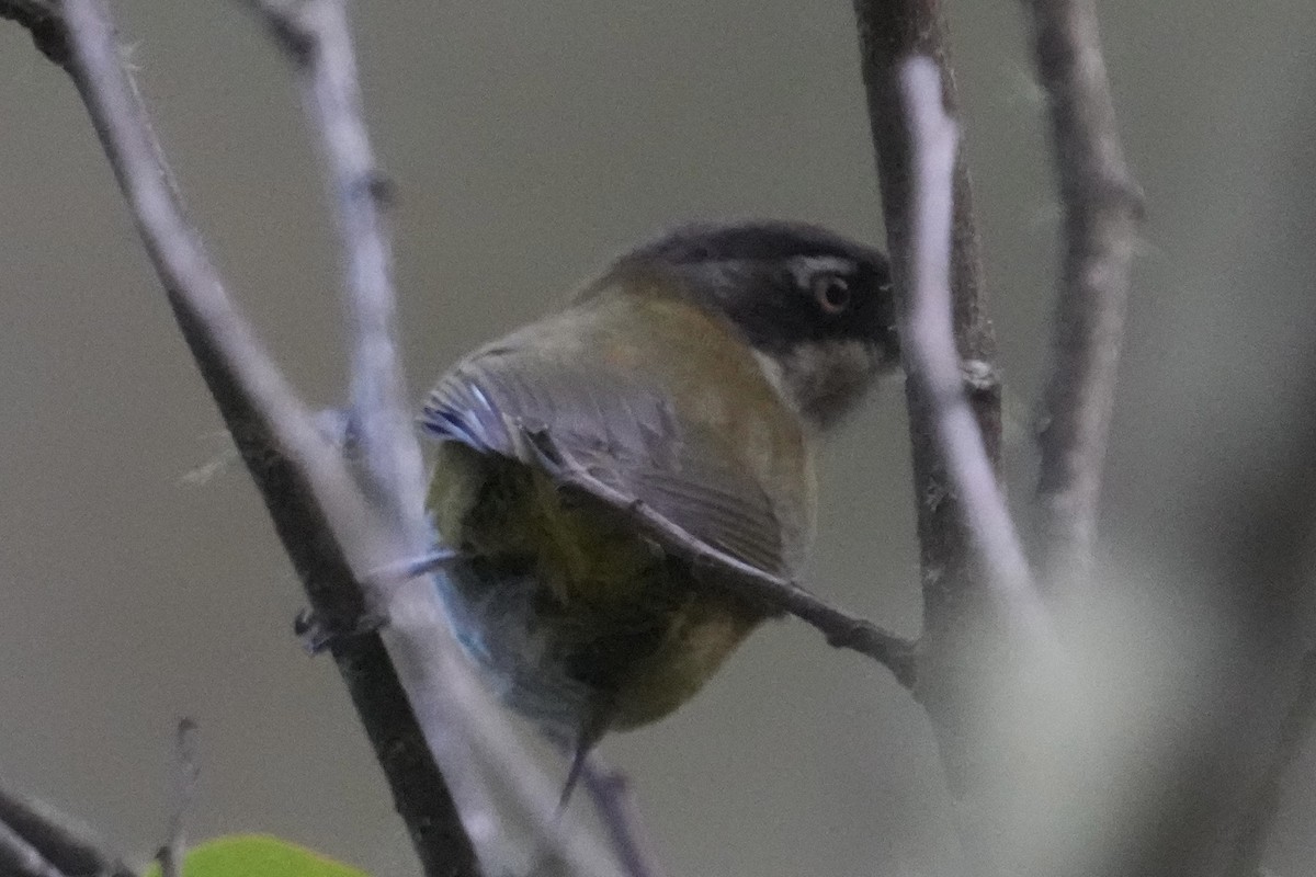 Common Chlorospingus (Northern Bolivia) - ML643633460