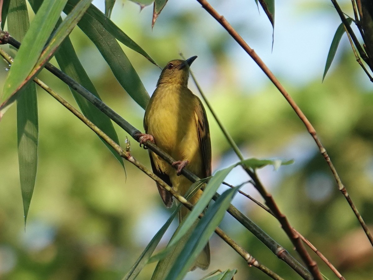 Sula Golden-Bulbul - ML643633461