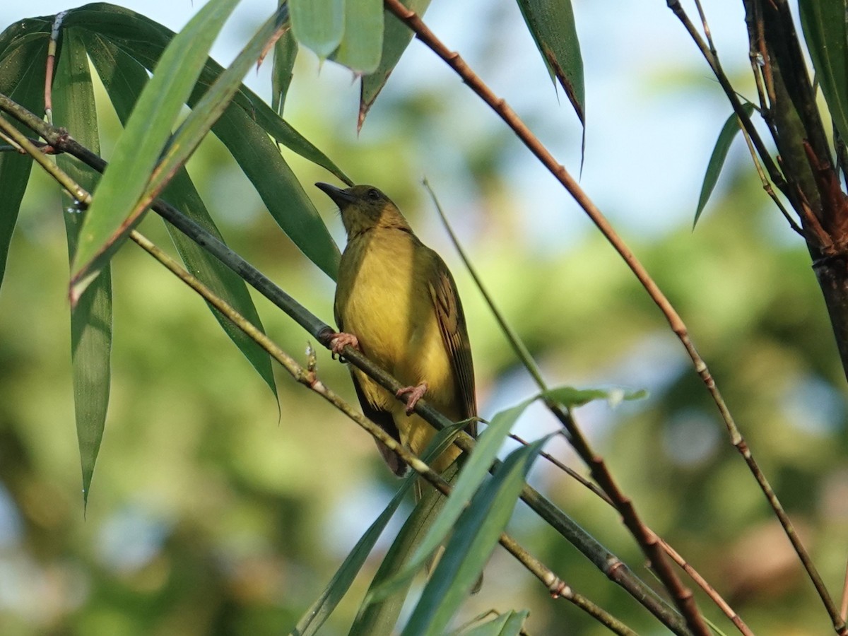 Sula Golden-Bulbul - ML643633465