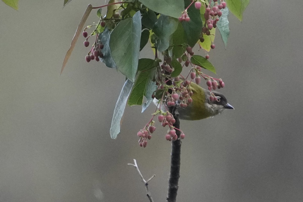 Common Chlorospingus (Northern Bolivia) - ML643633468