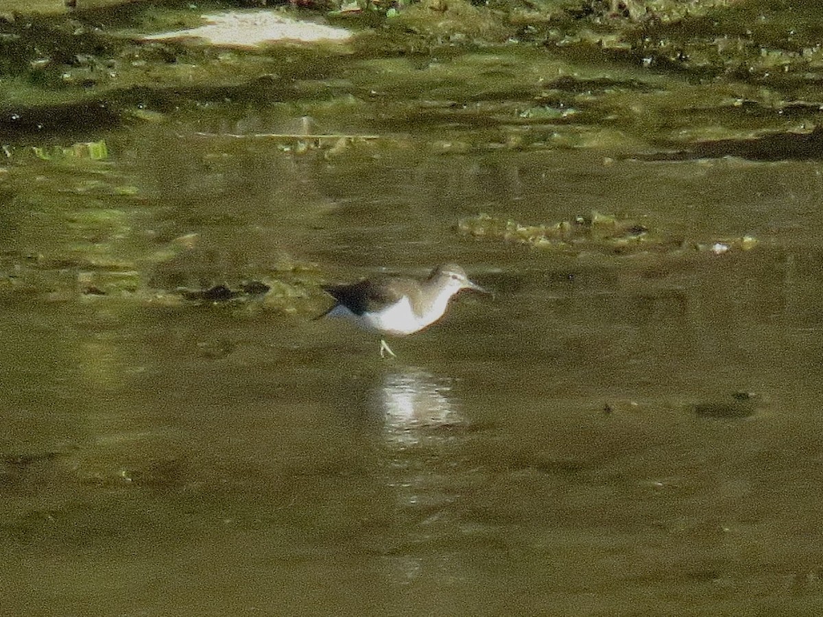 pisík obecný - ML643633471