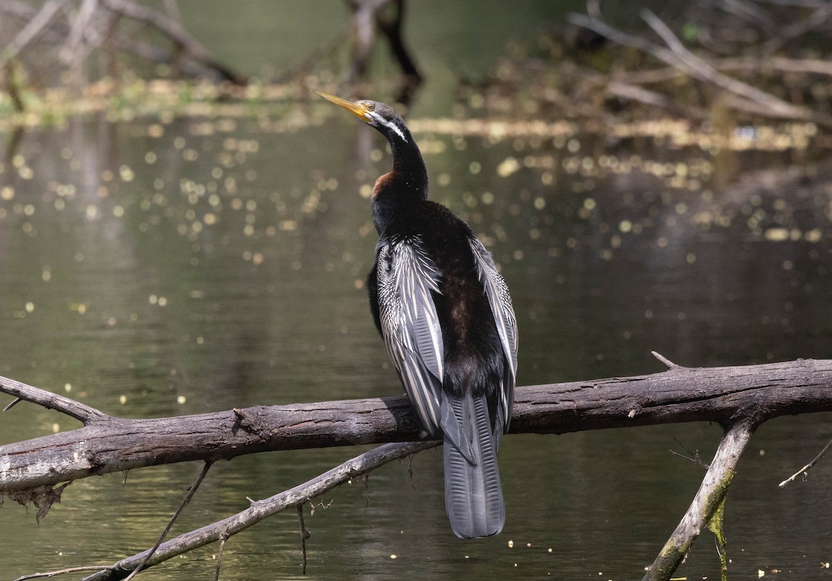 Australasian Darter - ML643633473