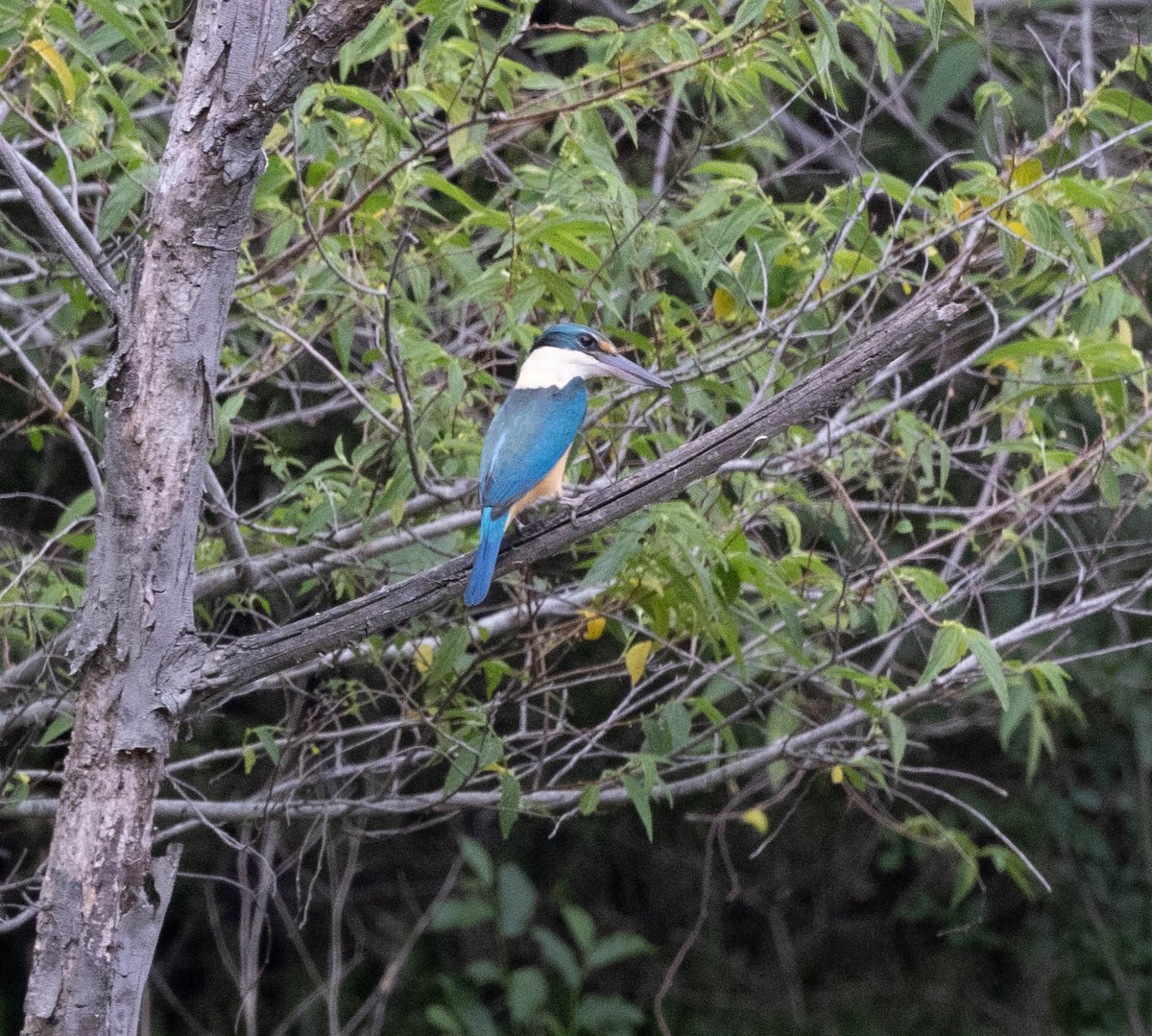 Sacred Kingfisher - ML643633476