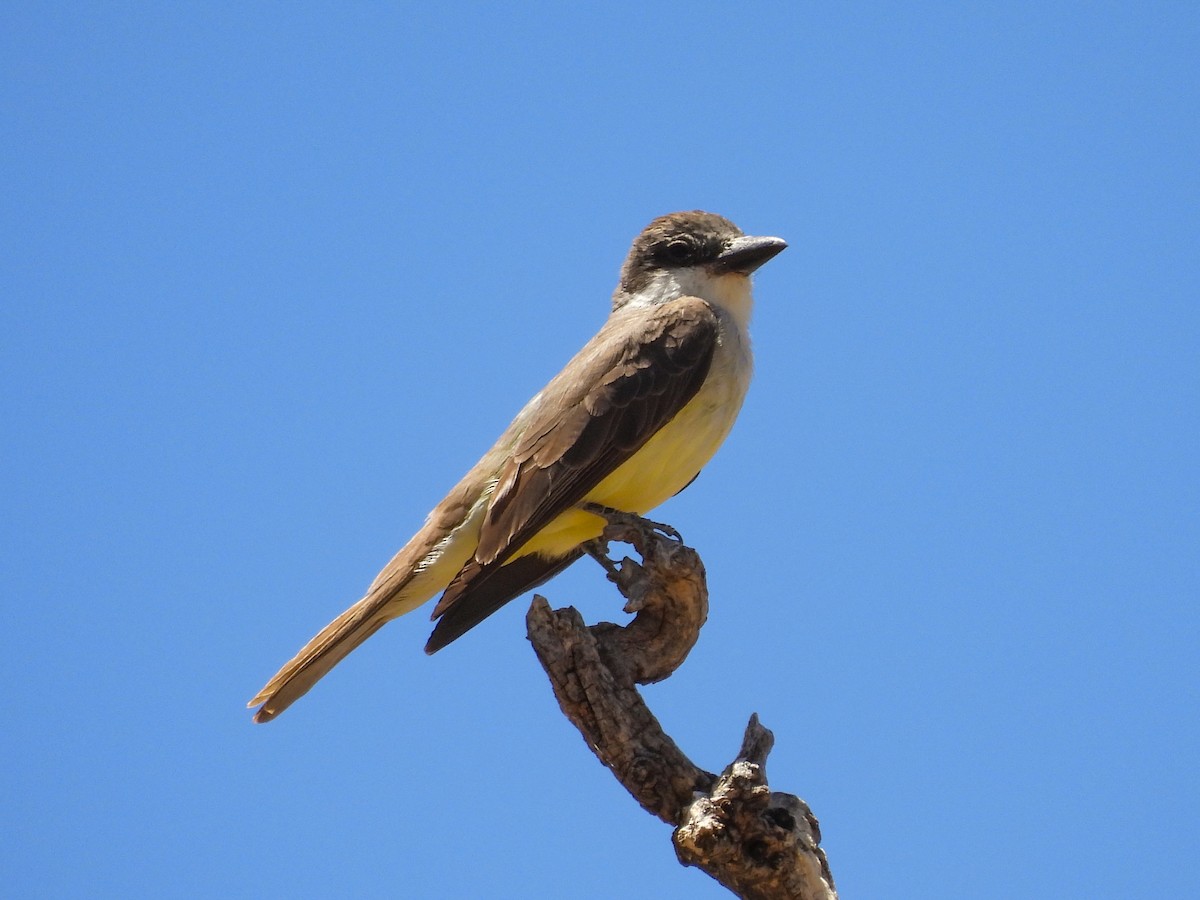 Thick-billed Kingbird - ML643633477