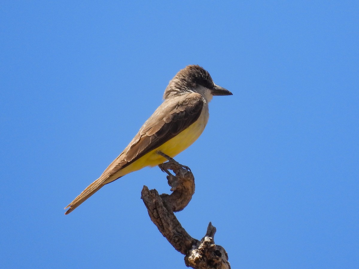 Thick-billed Kingbird - ML643633478