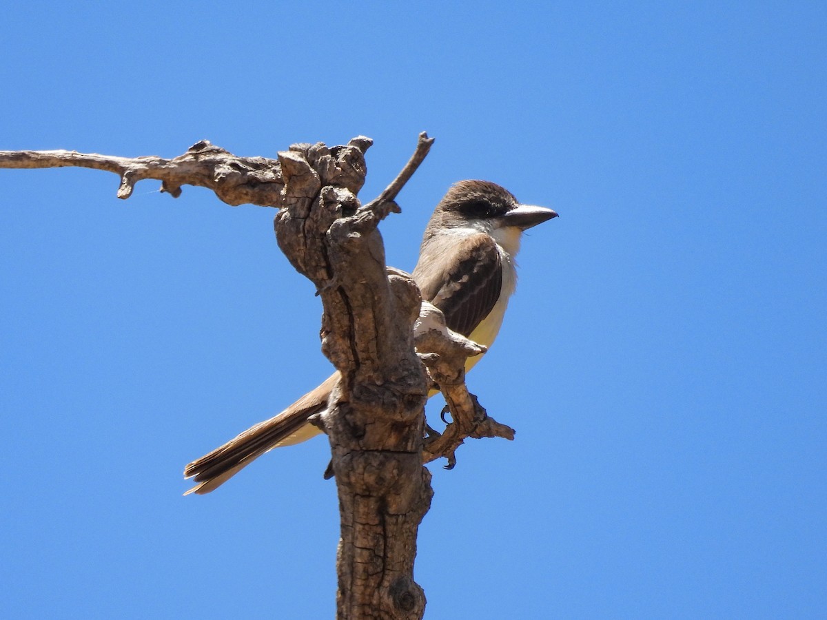 Thick-billed Kingbird - ML643633479