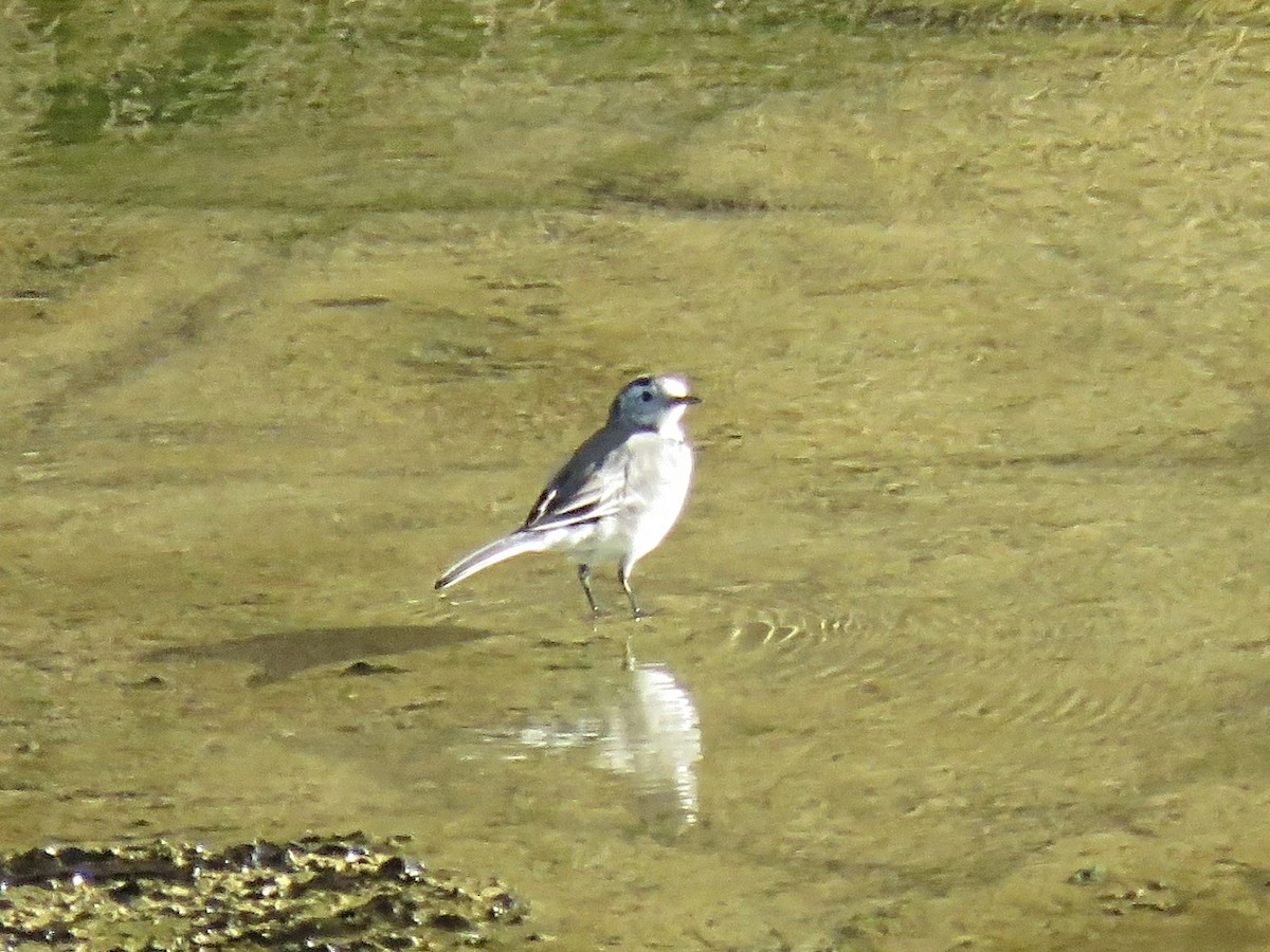 konipas bílý - ML643633480