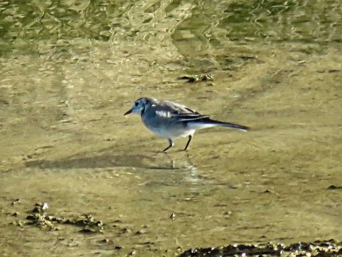 konipas bílý - ML643633481