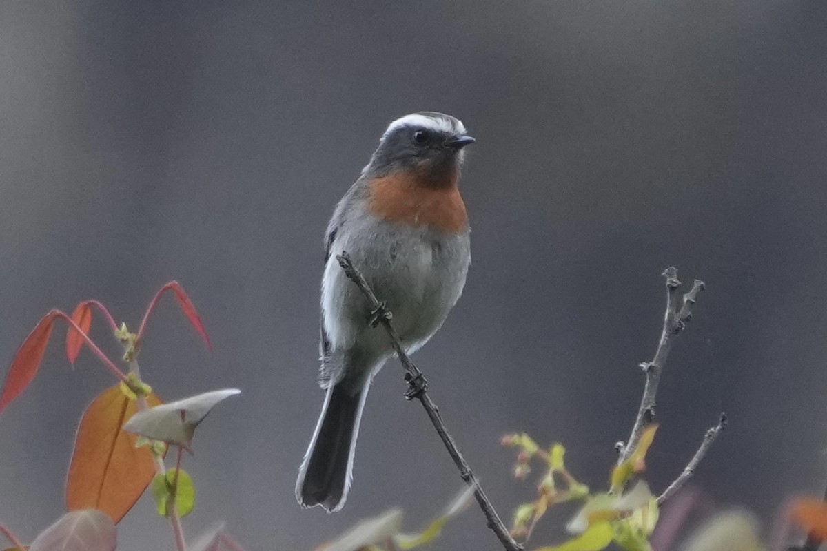 Rufous-breasted Chat-Tyrant - ML643633500