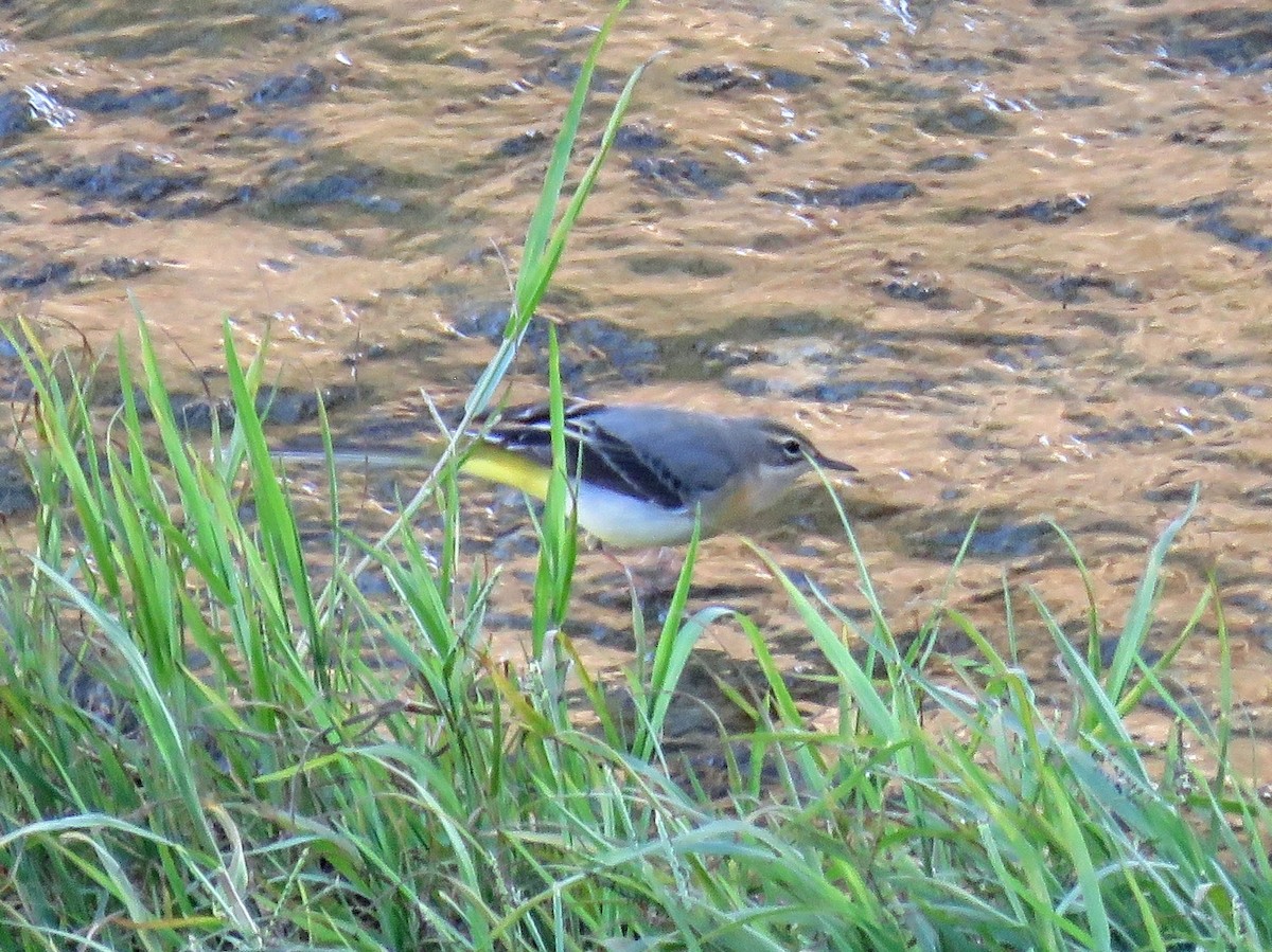 konipas horský - ML643633511