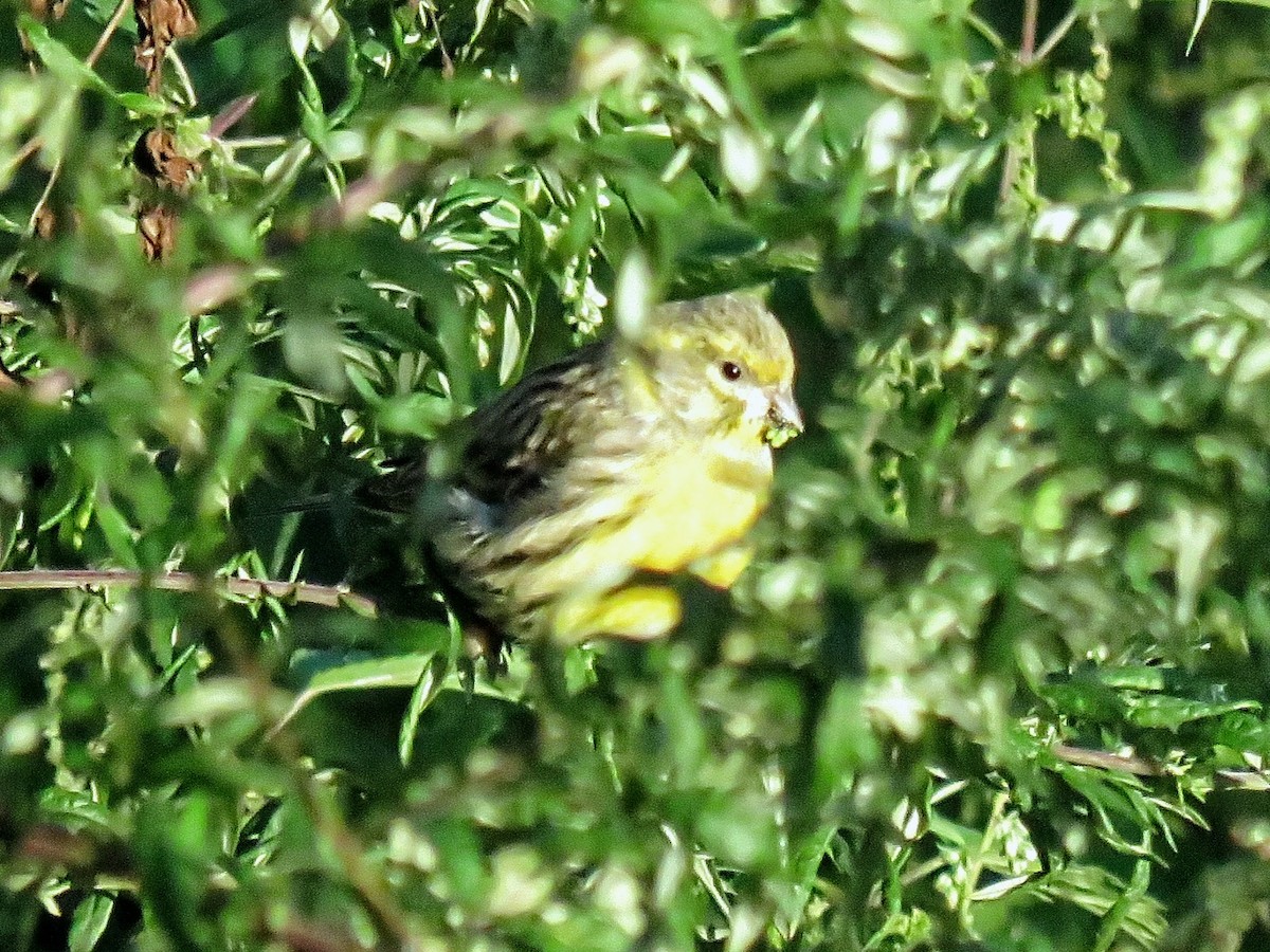 European Serin - ML643633516