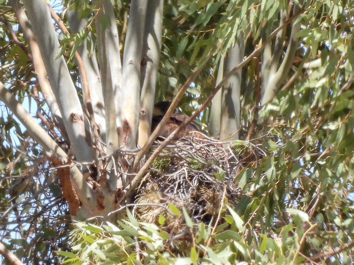 Harris's Hawk - ML643633517