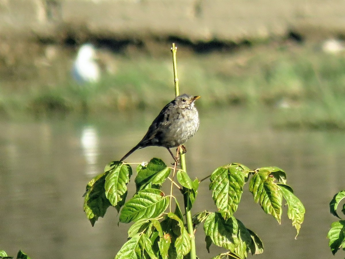 kos černý - ML643633520