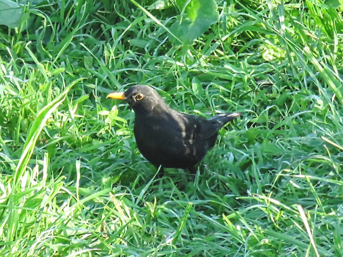 kos černý - ML643633521