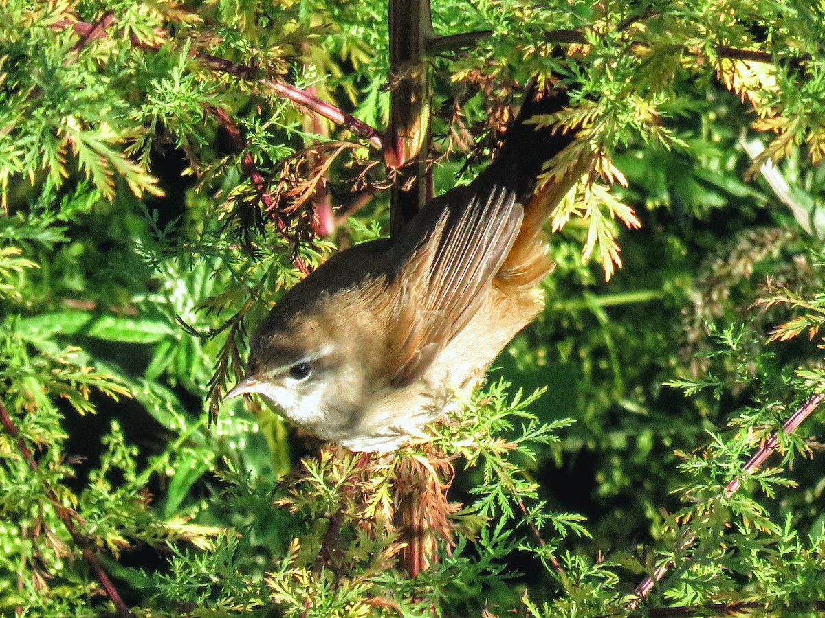 cetie jižní - ML643633523