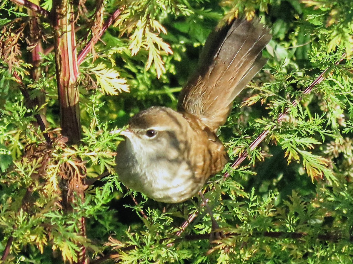 cetie jižní - ML643633525