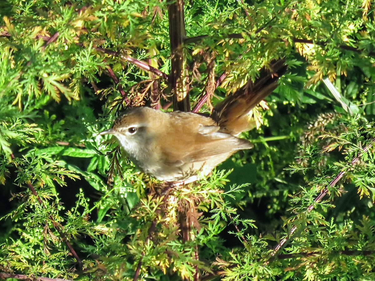 cetie jižní - ML643633526