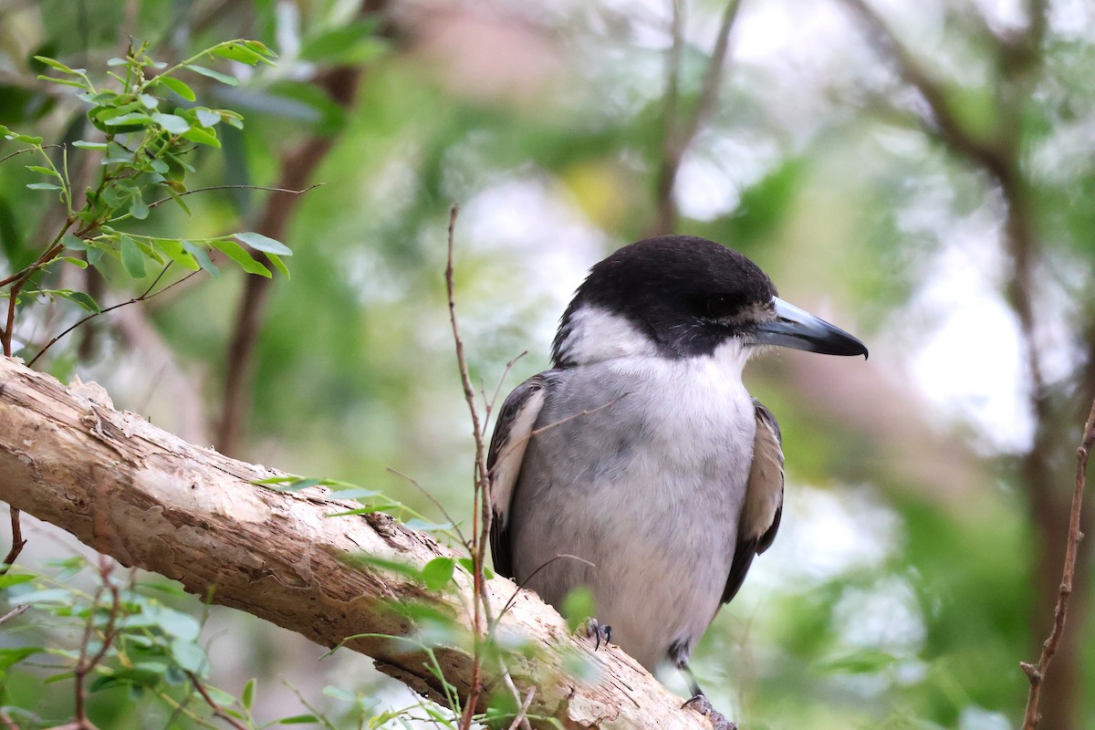 Gray Butcherbird - ML643633527