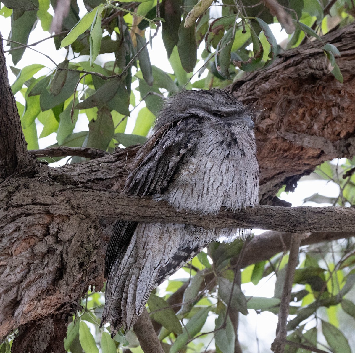Tawny Frogmouth - ML643633528