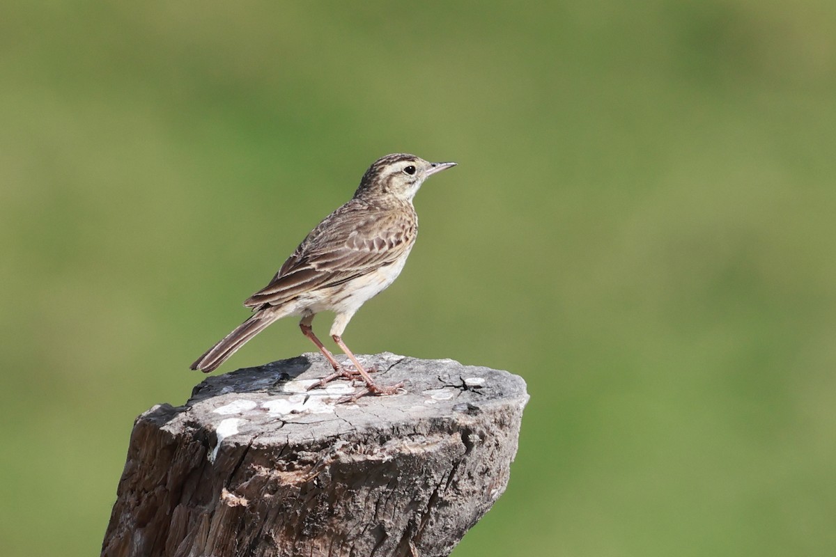Australian Pipit - ML643633530