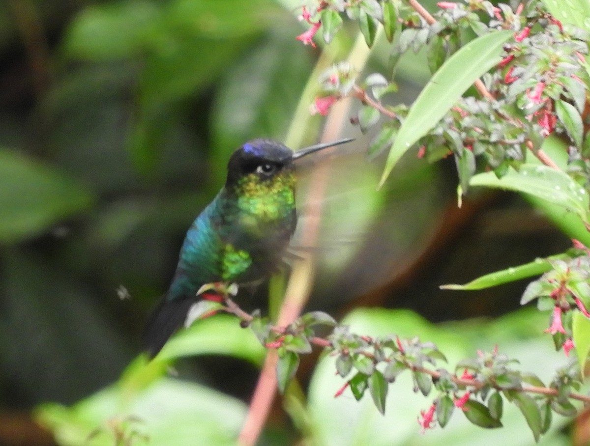 Fiery-throated Hummingbird - ML643633531