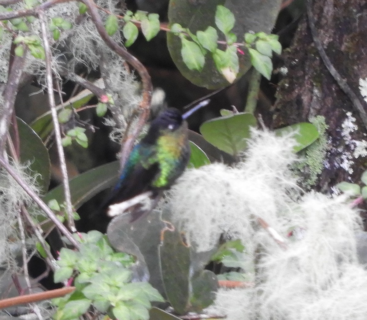 Fiery-throated Hummingbird - ML643633532