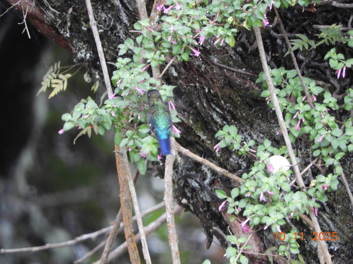 Fiery-throated Hummingbird - ML643633534