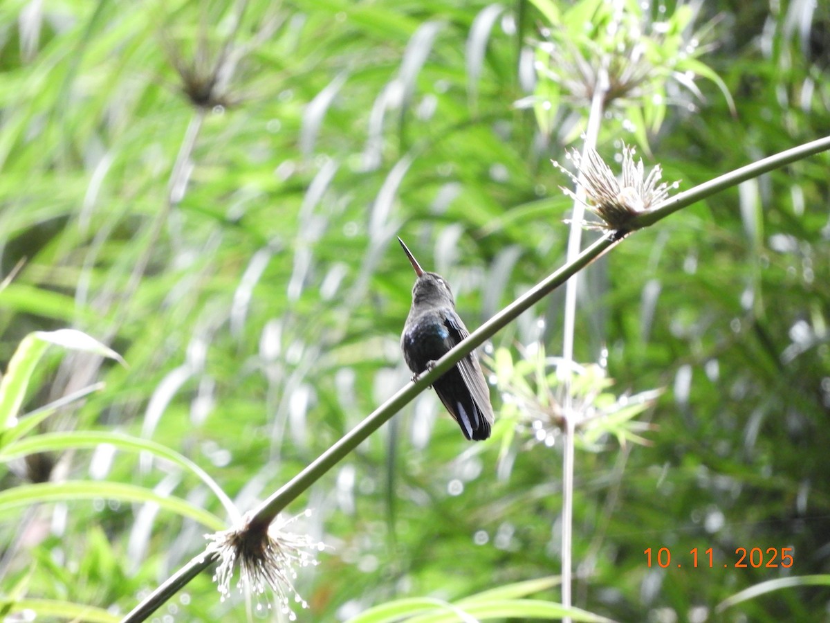 Fiery-throated Hummingbird - ML643633535
