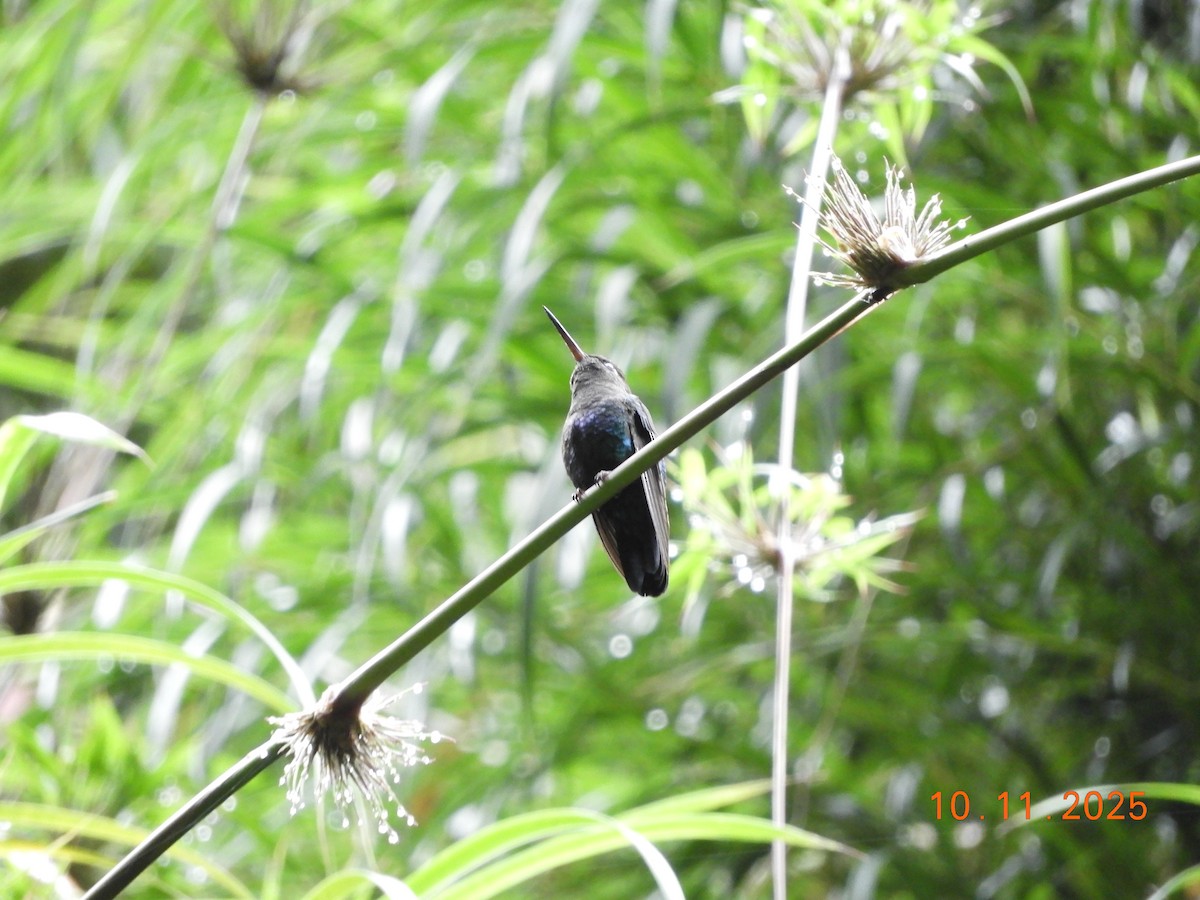 Fiery-throated Hummingbird - ML643633536